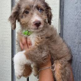 Coconut - Red merle male Aussiedoodle puppy in Lithia, Florida from Waterford Doodle Farm