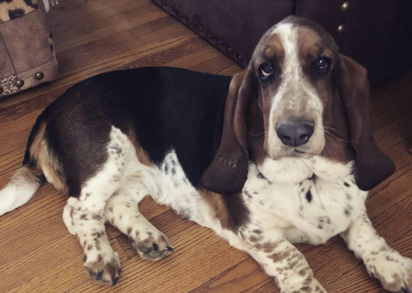 Albie's Bassett Farm in Kansas Basset Hound puppies Good Dog