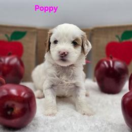 Poppy - Parti female Goldendoodle puppy in Summerville, South Carolina from Channys Doodles