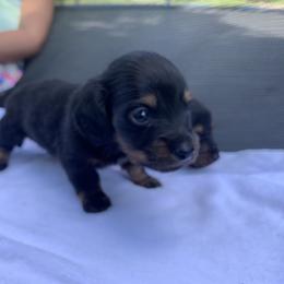 Dachshund Puppies from L & A Dachshunds