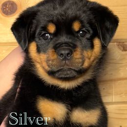 Rottweiler Puppies from Obsessions Rottweiler