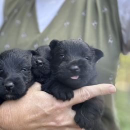 Scottish Terrier and Toy Australian Shepherd Puppies from Pecan Creek