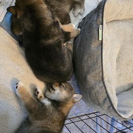 Shiba Inu Puppies from ScrapiShibas