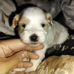 Red Parti boy - Parti male Miniature Schnauzer puppy in Florida from Central Florida Schnauzers