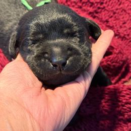 Acorn- green collar - Black male Labrador Retriever puppy in Isanti, Minnesota from Four Corners Family Labs