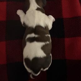 Boy2Duchess - Red and white male Shih Tzu puppy in Madras, Oregon from Maridee’s ShihTzu