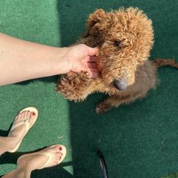 Bruno - Red  male Poodle puppy in Cape Coral, Florida from Katherine’s Yorkies and Poodles