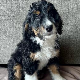 Cosmo - Tri-color female Bernedoodle puppy in Nampa, Idaho from Ember Skies Doodles