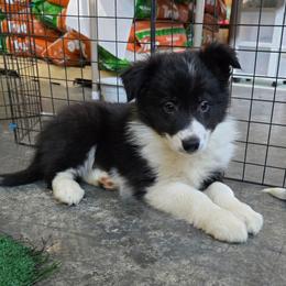 Girl - Black and white female Border Collie puppy in Pennsylvania from Winter Creek Border Collies
