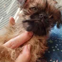 Joey - Red male Brussels Griffon puppy in Nc, Florida from Brusseluv2