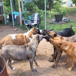 Cane Corso from Sweet Cane Corsos