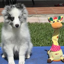 Boy 1 - Black and white male Shetland Sheepdog puppy in Davie, Florida from Enclave