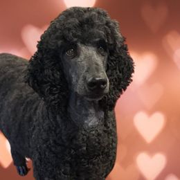 Poodles from Seaview Standard Poodles