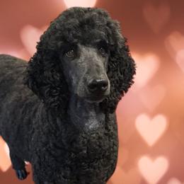 Poodles from Seaview Standard Poodles
