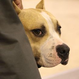 American Staffordshire Terriers from Southern Oaks American Staffordshire Terriers