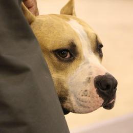 American Staffordshire Terriers from Southern Oaks American Staffordshire Terriers