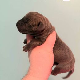 Brookie - Blue female Great Dane puppy in Bay Shore, New York from Gentle Giant Companions