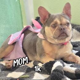 Female 3 - Blue fawn female French Bulldog puppy in Victorville, California from Californiadreamyshihtzus
