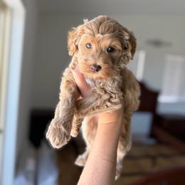 Spatch - Cream female Goldendoodle puppy in Redmond, Oregon from Bourbon and Lace Doodles