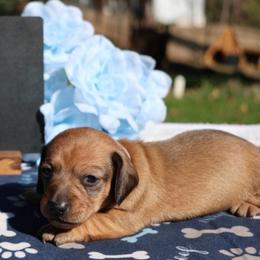Minnie - Red female Dachshund puppy in Prospect, Oregon from Spunky Sausage Pups