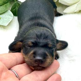 Kiro - Black and tan male Dachshund puppy in Exeter, California from Sawtooth Miniature Dachshunds
