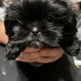 Shih Tzu Puppies from Jessica’s Shih Tzus