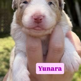 Yunara (long tail) - Red merle female Australian Shepherd puppy in Jacksonville, Florida from Solace Australian Shepherds