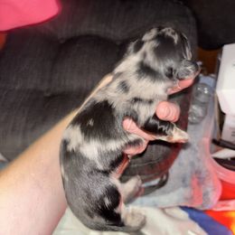 Bell - Dapple female Dachshund puppy in Chelsea, Oklahoma from Renee's Dachshund's