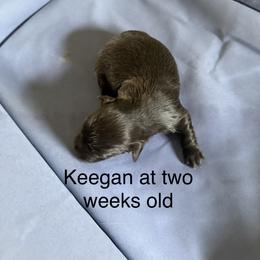 Keegan - Black male Havanese puppy in Hudson, New York from Havanese of Claverack and Hudson Valley Labradors