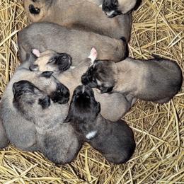 Boy 2 - Brindle male Anatolian Shepherd Dog puppy in Cleveland, Minnesota from Schmahl Family Farms