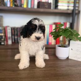 Vega - Tri-color female Cavapoo puppy in Sun City, Arizona from AZ Cavapoos