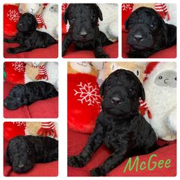 Poodle Puppies from Wonderland Kennel