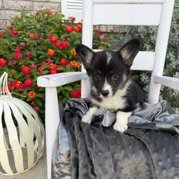 Penelope - Black and tan female American Corgi puppy in Decatur, Texas from Bar S Corgis