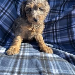 Adonis - Merle male Goldendoodle puppy in Austin, Texas from Doodles of Central Texas