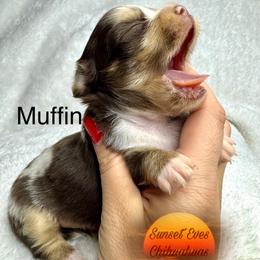 Chihuahua Puppies from Sunset Eves Chihuahuas