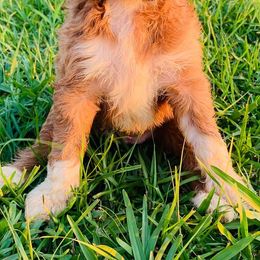 Bernedoodles and Goldendoodles from Four Kids’ Farms, LLC