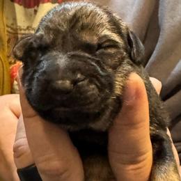 Red Collar - Sable male German Shepherd puppy in Barnhart, Missouri from Combat Creek German Shepherds