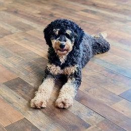 Bailey - Bernedoodle