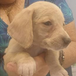 Pepino - Red male Dachshund puppy in Pahrump, Nevada from Heaven Sent Doxies