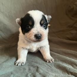 Girl 2 - Blue female Australian Cattle Dog puppy in Irvington, Kentucky from Dry Valley’s Australian Cattle Dogs