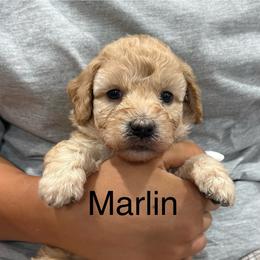 Marlin brown collar - Cream male Whoodle puppy in Pima, Arizona from Schmidt's K9s