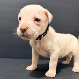 Black collar (straw cane corso) - Red male Cane Corso puppy in Snellville, Georgia from A Really Good Kennel