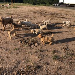 Poodle Puppies from Hidden Treasures Farm LLC