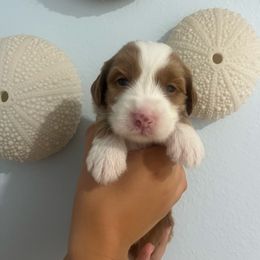 McLaren - Red male Australian Labradoodle puppy in Orange, California from Little Kingdom Doodles