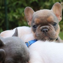 French Bulldog Puppies from Novastar French Bulldogs