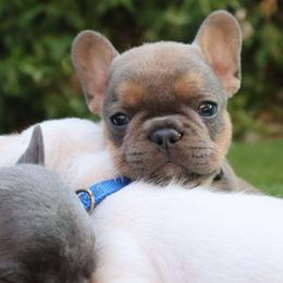French Bulldog Puppies from Novastar French Bulldogs
