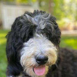Sophie - Bernedoodle