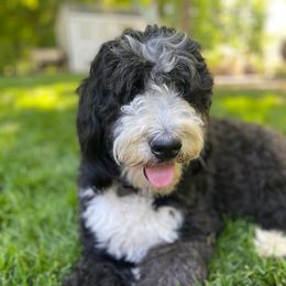 Sophie - Bernedoodle