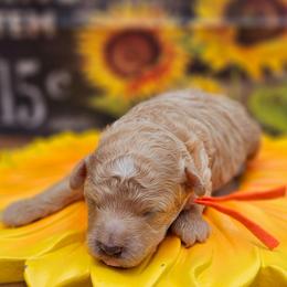 Boy - Apricot male Poodle puppy in Salem, Missouri from Meadowbrook Poodles
