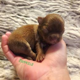 Chocolate brindle - Chocolate brindled fawn female Chihuahua puppy in Richmond, Virginia from Breens